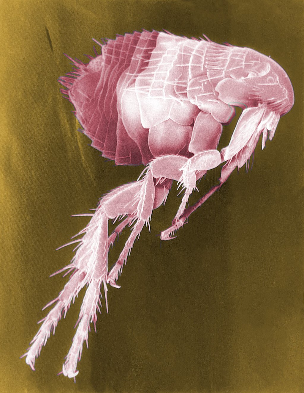1024px-Flea_Scanning_Electron_Micrograph_False_Color