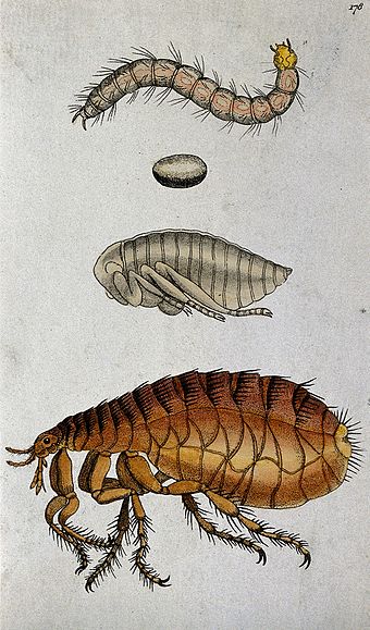 A_dog_flea_(Ctenocephalides_canis);_adult,_pupa,_egg_and_lar_Wellcome_V0022501EL