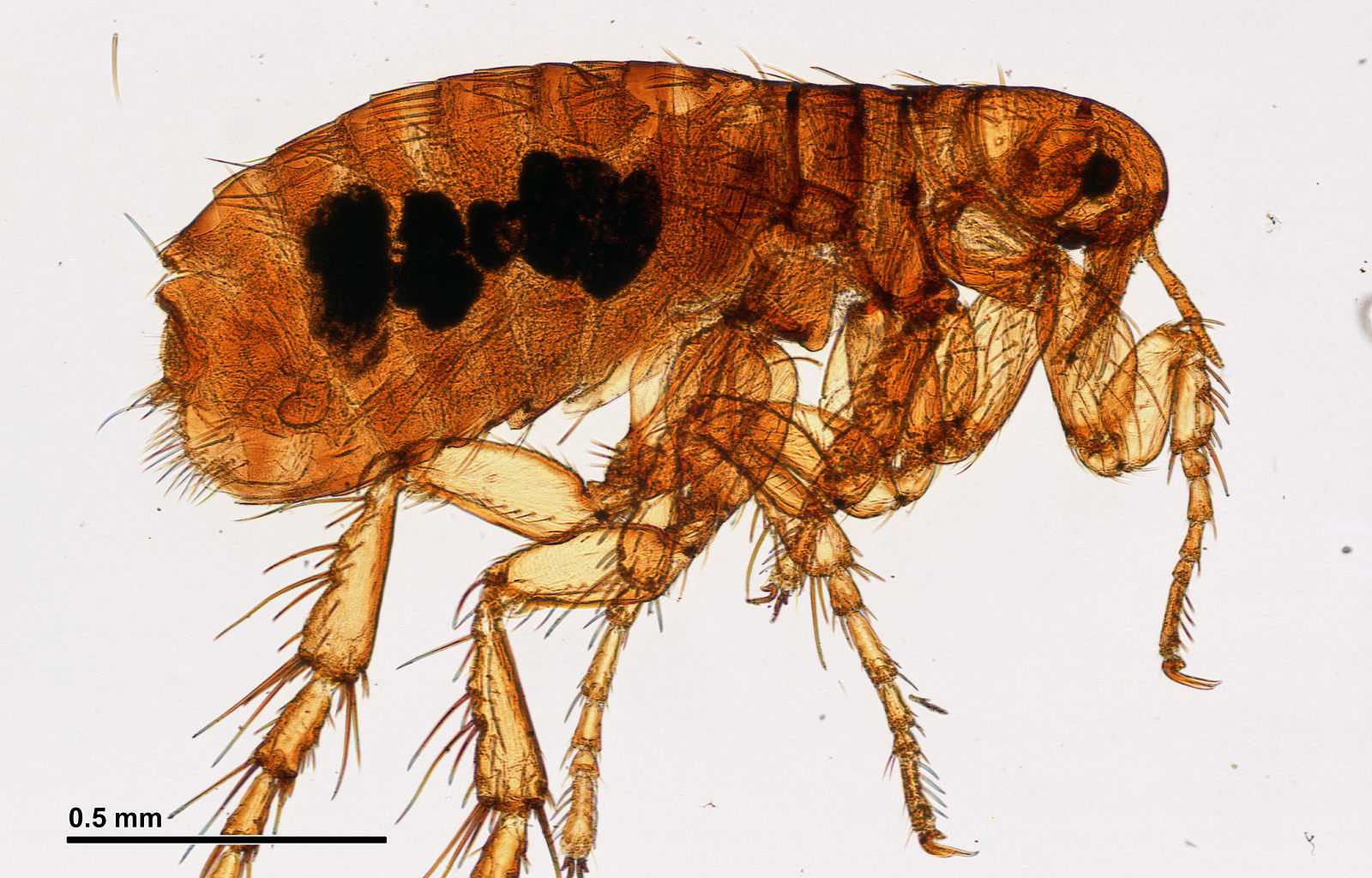 Flea_(251_01)_Aphaniptera;_total_preparation