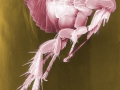 1024px-Flea_Scanning_Electron_Micrograph_False_Color