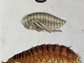 A_dog_flea_(Ctenocephalides_canis);_adult,_pupa,_egg_and_lar_Wellcome_V0022501EL
