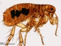 Flea_(251_01)_Aphaniptera;_total_preparation